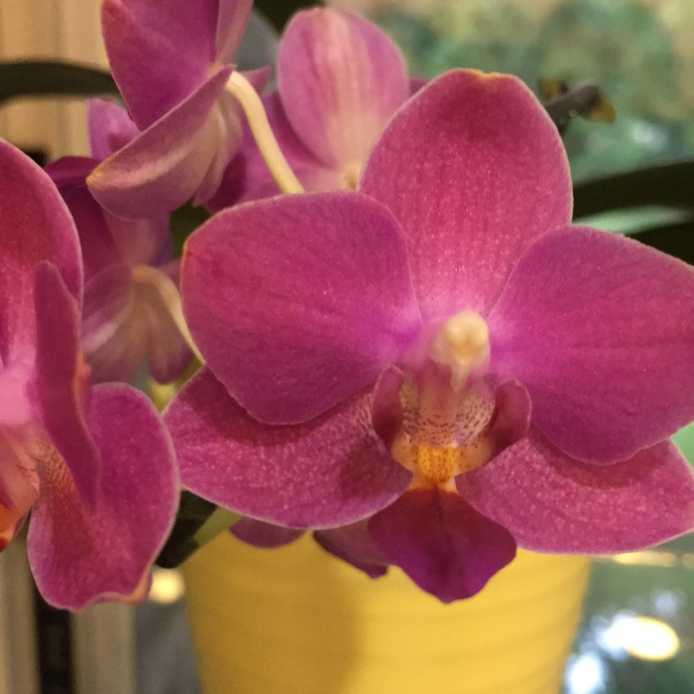 Meet your Posher, Luba